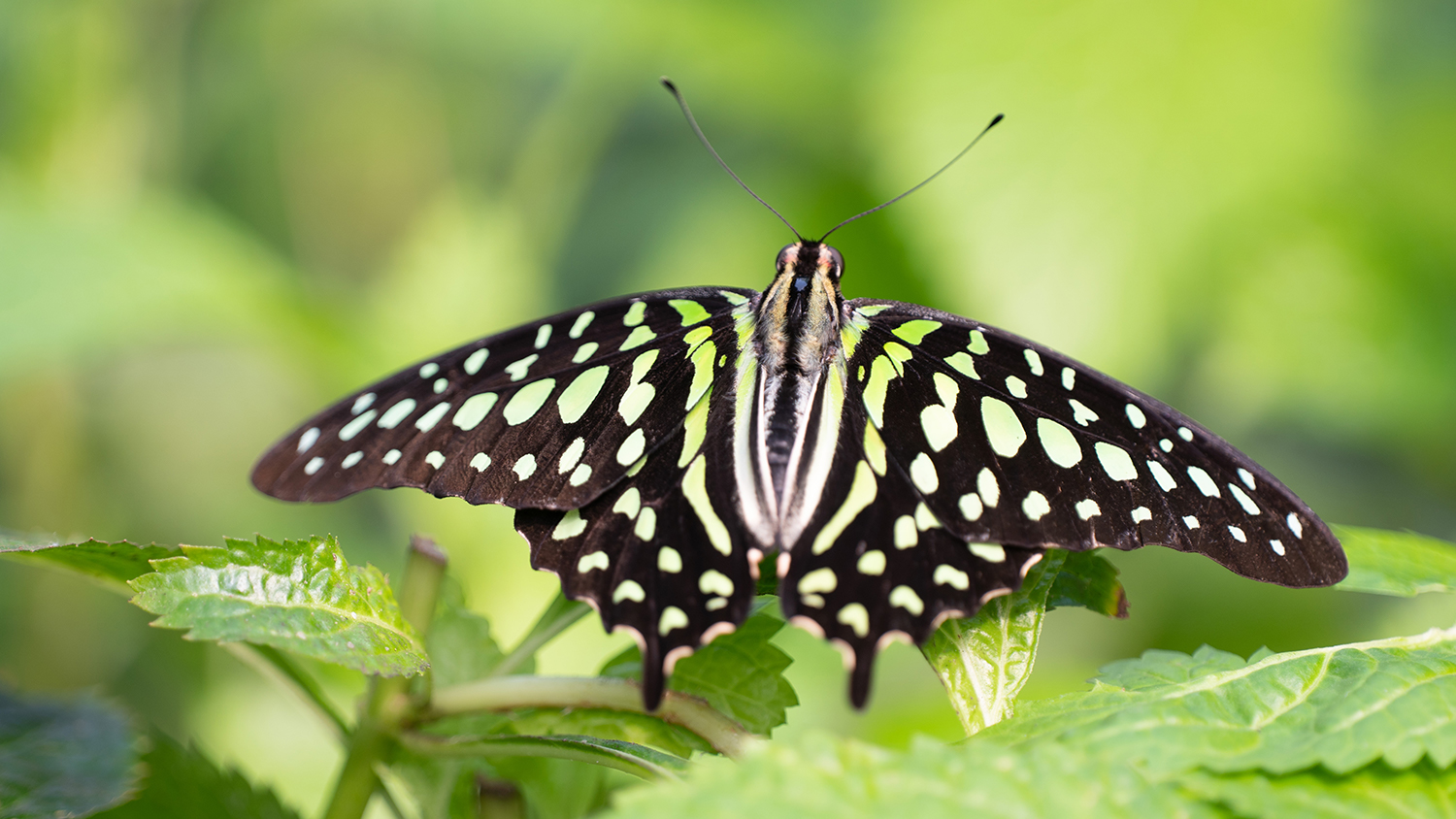Schmetterling im Papiliorama